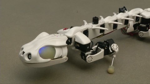 The Salamander Has Found A New Way!